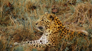 Leopard Rehabilitation Centre Of Khayerbari